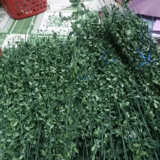 Cành lá làm vòng kỷ yếu
