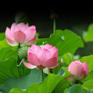 Hạt giống hoa sen ta - sen quê ( Gói 10 hạt ) - Knseeds4