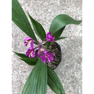 Chậu địa lan hoa tím lá to