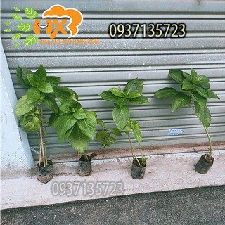 COMBO 5 CÂY GIỐNG CẨM TÚ CẦU