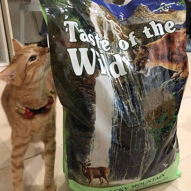 Đồ ăn mèo Taste Of The Wild bao 500g & 2kg - thức ăn hạt cho mèo Nai Nướng & Cá Hồi Trái Cây Rau Củ ahapetshop