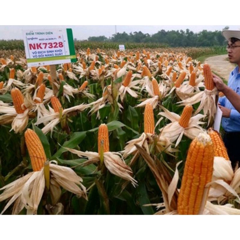 1kg Hạt giống bắp lai trồng chăn nuôi, ngô lai dk7328, ngô sinh khối
