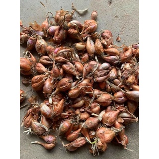 Củ hành giống trồng ăn lá