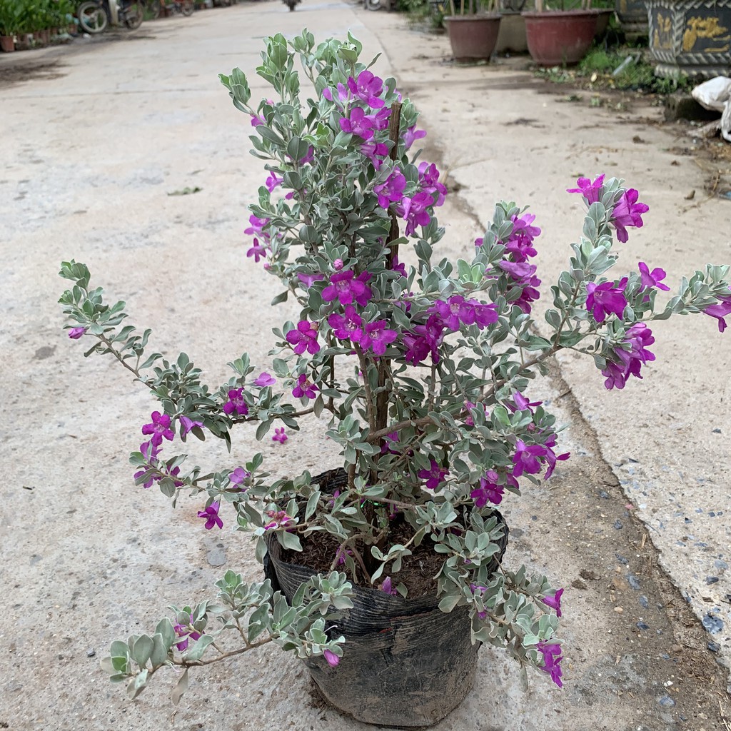 Cây tuyết sơn phi hồng cao 40cm hoa nở rực rỡ quanh năm, cây dễ trồng và chăm sóc, thích hợp trồng trang trí sân vườn