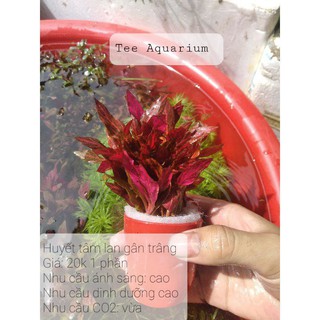 1 PHẦN CÂY HUYẾT TÂM LAN GÂN TRẮNG THỦY SINH