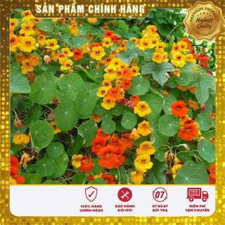 Hạt Giống Hoa Sen Cạn 15 Hạt