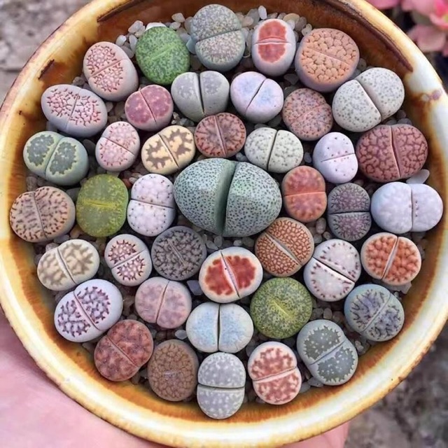 [MUA 10 TẶNG 1] SEN ĐÁ LITHOPS SIZE 0,5~3 CM ( SEN MÔNG; SEN THẠCH LAN )