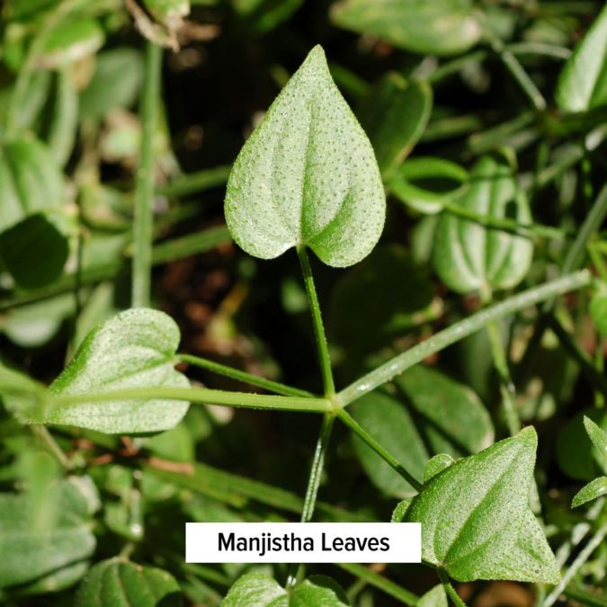 Manjistha Powder - Bột Manjistha