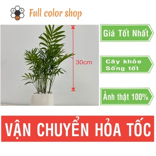 CÂY CAU TIỂU TRÂM cao 25- 30cm, chậu gốm, cây phong thủy để bàn, hút tài lộc, trồng trong nhà, giá rẻ, dễ trồng