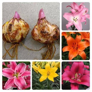 Combo 30 củ tulip