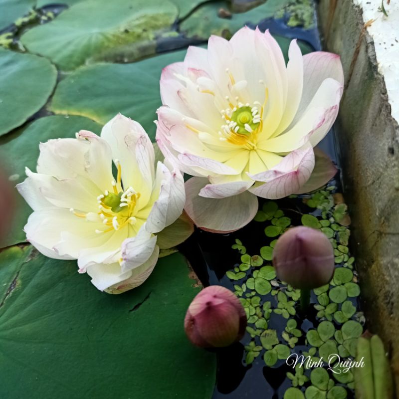 Củ sen siêu mini Rosy dot