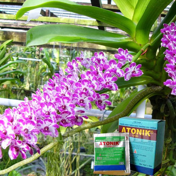 Combo 2 Kích thích sinh trưởng Atonik