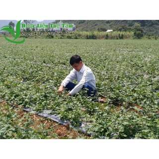 Cà gai leo khô 1kg cao cấp