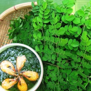 Hạt Giống Chùm Ngây 2gr