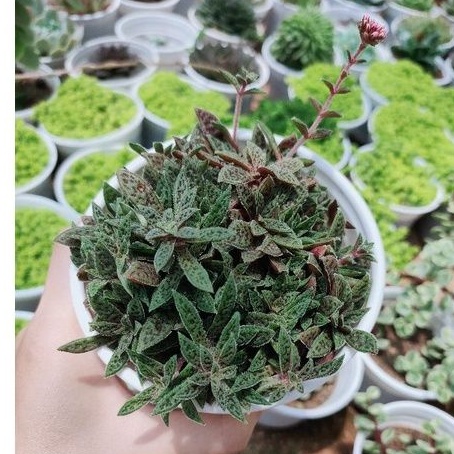Sen đá SEDUM LÔNG - CỎ TÍM - Size trung - Vườn Đà Lạt
