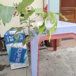 Combo 100/3 cây muồng hoàng yến