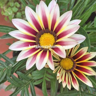 Hạt giống hoa cúc huân chương