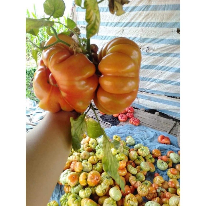 🌱 Cà chua múi Sơn La nảy mầm 100%