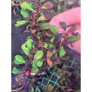 Cây thuỷ sinh Bucephalandra Brownie series 20gram