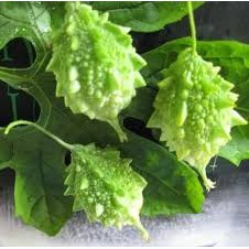 Hạt Giống Khổ Qua Rừng (10h) - Bitter Melon 10 Seeds
