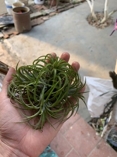 Cây không khí(Tillandsia )
