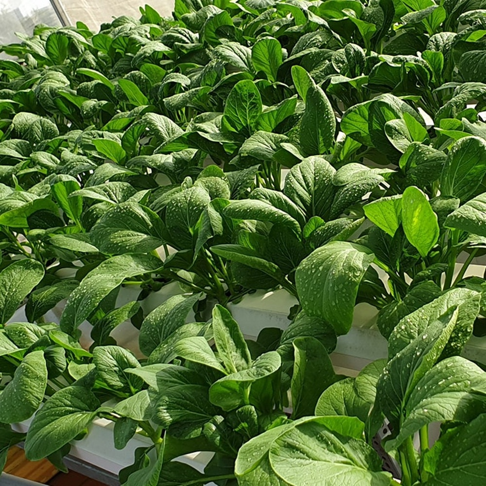 Hạt giống cải ngồng Improved chịu nhiệt nhập Mỹ - Johnny's Seeds