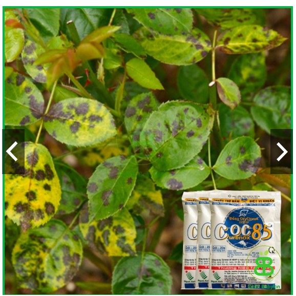 TRỪ NẤM COC 85