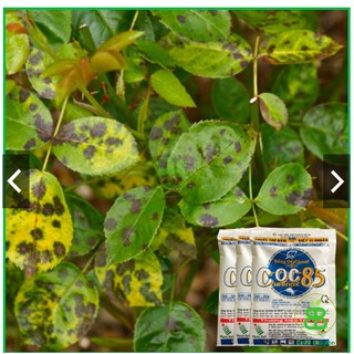 Trừ nấm coc 85