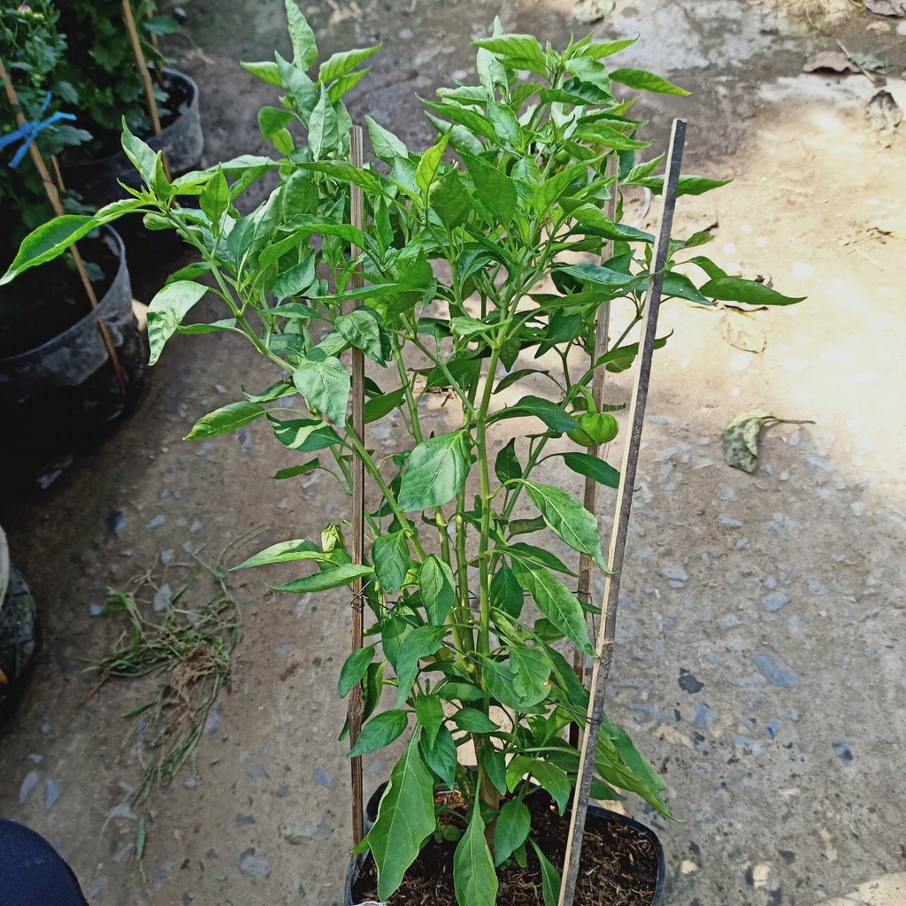 Cây ớt bí ngô đang trái - Pumpkin pepper - Trang Flower