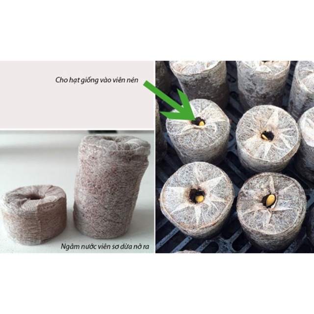 50 Viên Nén Ươm Hạt Kích Mầm bằng Xơ Dừa (Nở 6cm)