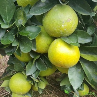 (Q.Gò Vấp) Cam xoàn tươi, ngọt