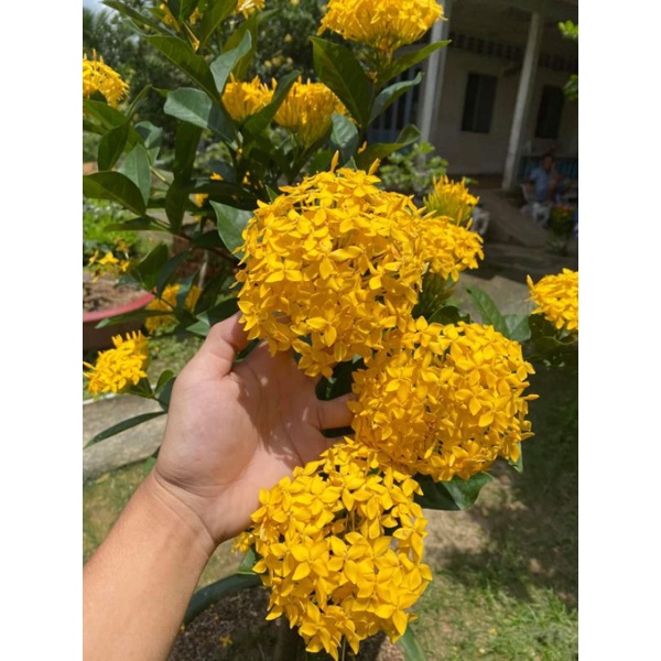 mẫu đơn vàng
