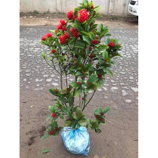 cây mẫu đơn ta