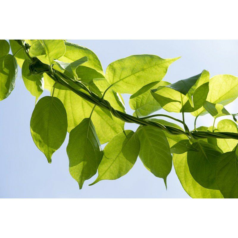 Cây giống thìa canh lá to đặc sản hòa bình mua 5 cây tặng 1 cây