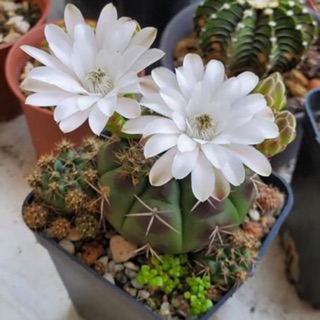 Xương rồng Damsi Xanh