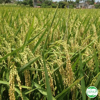 Gạo Bạch Dương Hạt Ngọc Trời 5kg