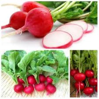 Hạt giống củ cải