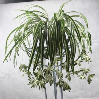 🌿 Hoa Giả - Cụm Lá Tóc Tiên Rủ Dài 60cm Loại Đẹp