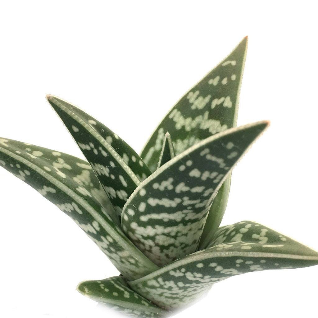 Lưỡi hổ vằn - Aloe variegata giống mới - Cây để bàn - Cây Phong Thủy