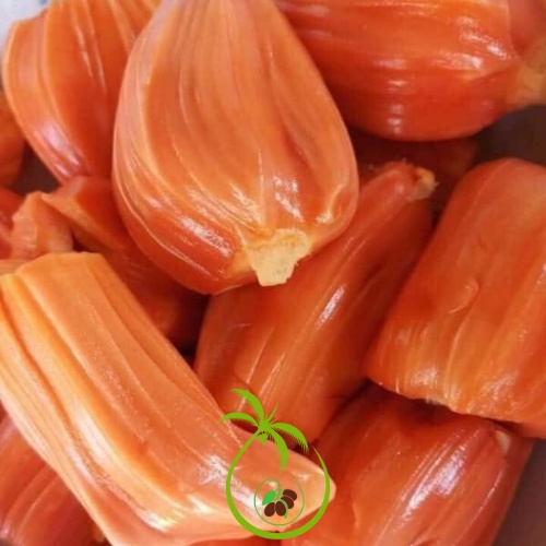 Giống Cây Mít Ruột Đỏ Sơ Đỏ Malaysia - tại Bến Tre | Trái Dài và To - Cây Cao 50 đến 60cm - Cho Trái 12T - Thân Cây To