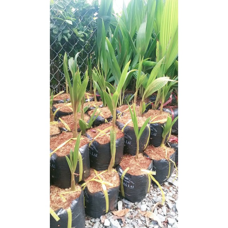 CÂY GIỐNG DỪA XIÊM ĐỎ MÃ LAY MAU TRÁI