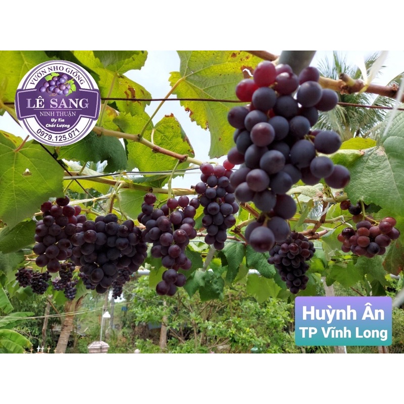 Cây Nho Giống Kẹo. Giống Ghép Ninh Thuận Dễ Trồng