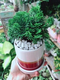 Chậu Cây Tùng Trắc
