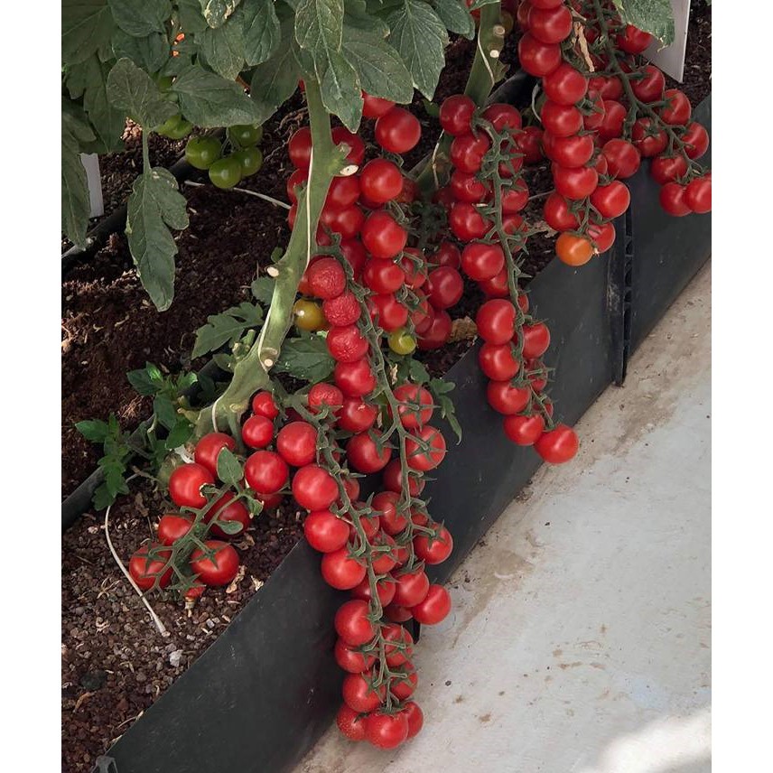 Gói 30 hạt giống cà chua trái cây cherry (Cà chua bi) chịu nhiệt - tỷ lệ nảy mầm 95%