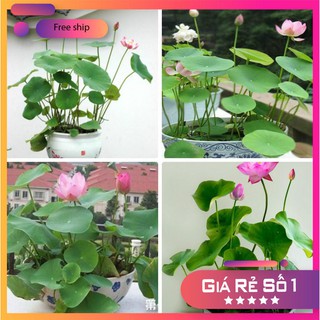 5 Hạt giống Sen Nhật Mini (Đã cắt đầu)