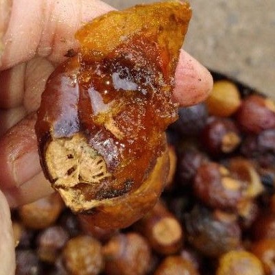 BỒ HÒN TÁCH HẠT LOẠI 1. 1KG_KHUYẾN MÃI LỚN