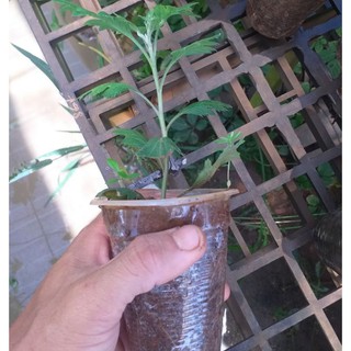Cúc cổ Tiểu Thư kháng bọ trĩ, nhện đỏ
