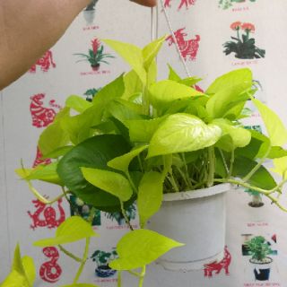 Cây Trầu bà hoàng kim