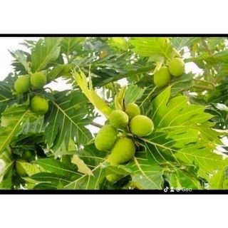 Giống cây sake ghép (chuẩn giống F1 siêu sớm trái)