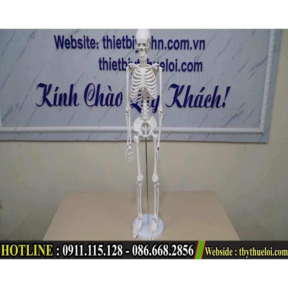 Mô hình xương người - Mô hình xương 85cm